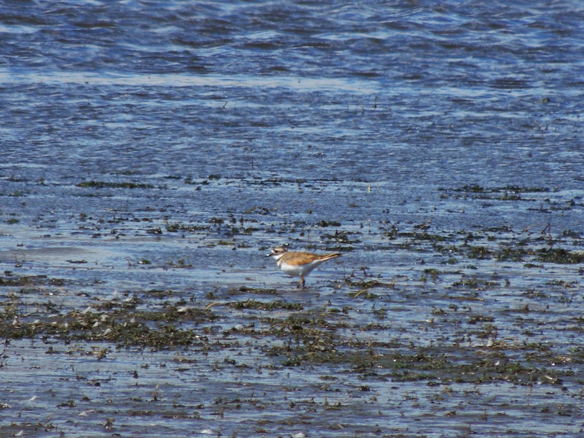 Killdeer - ML486272001