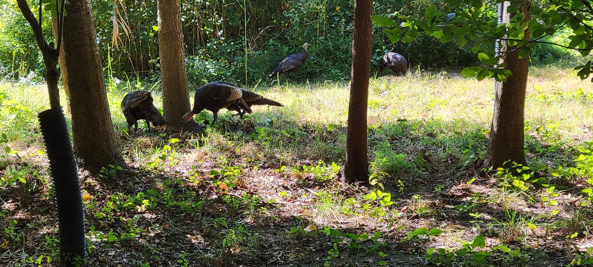 הודן בר - ML486272371