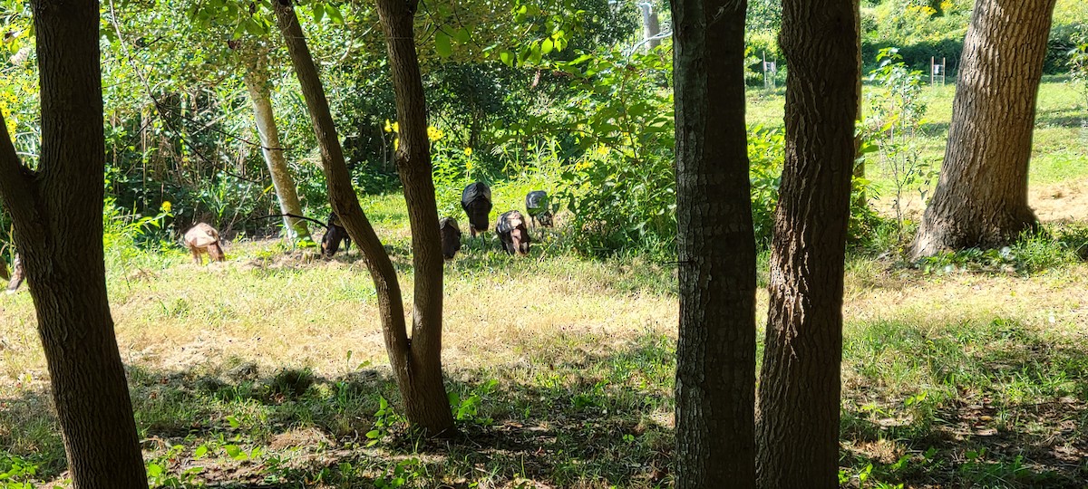 הודן בר - ML486272381