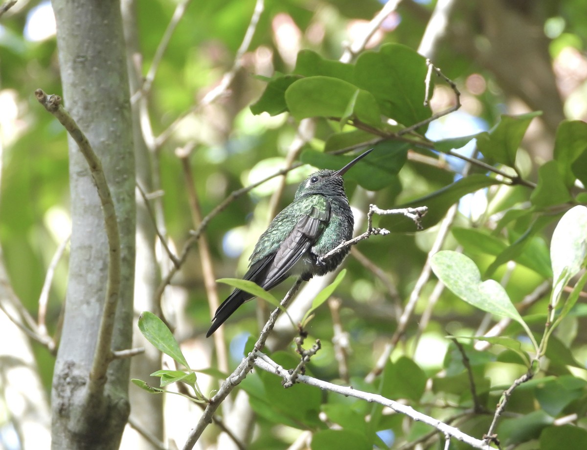 Cuban Emerald - Martha Cartwright