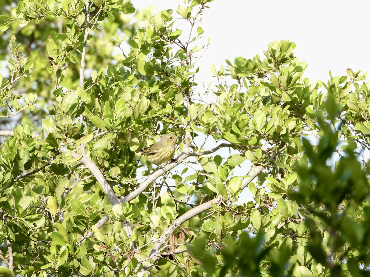 Cape May Warbler - ML486273651