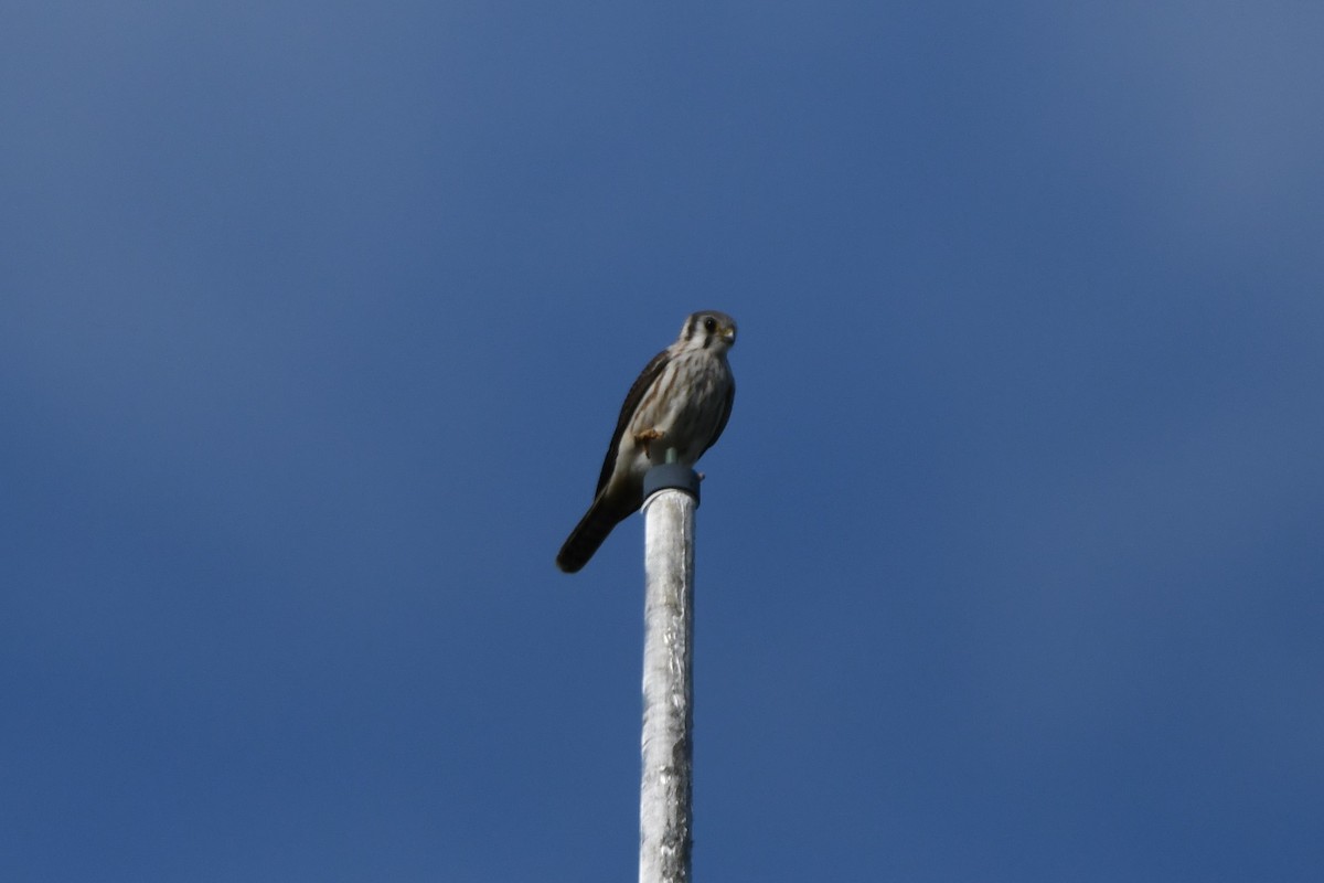 American Kestrel - ML486277831