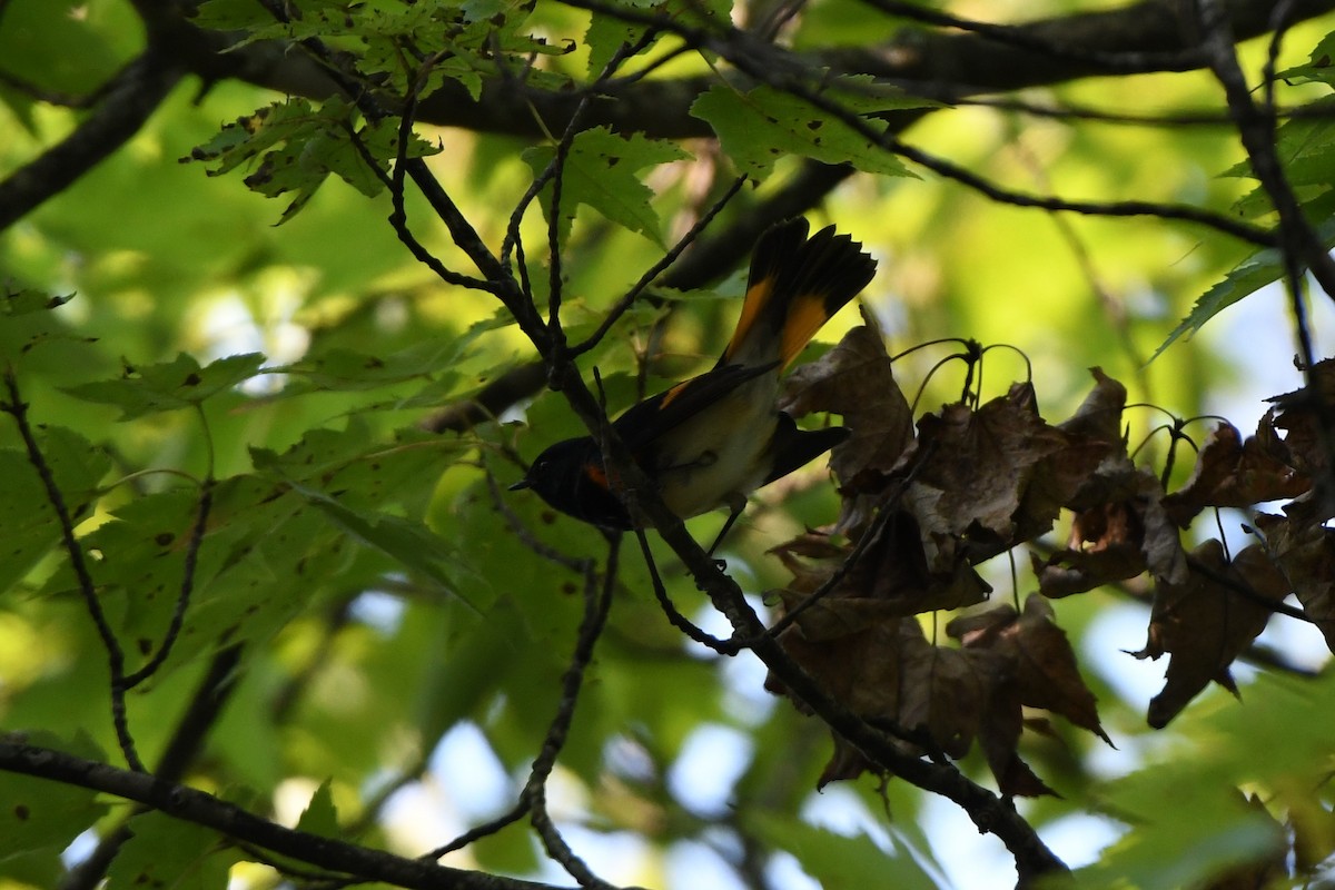 American Redstart - ML486277881