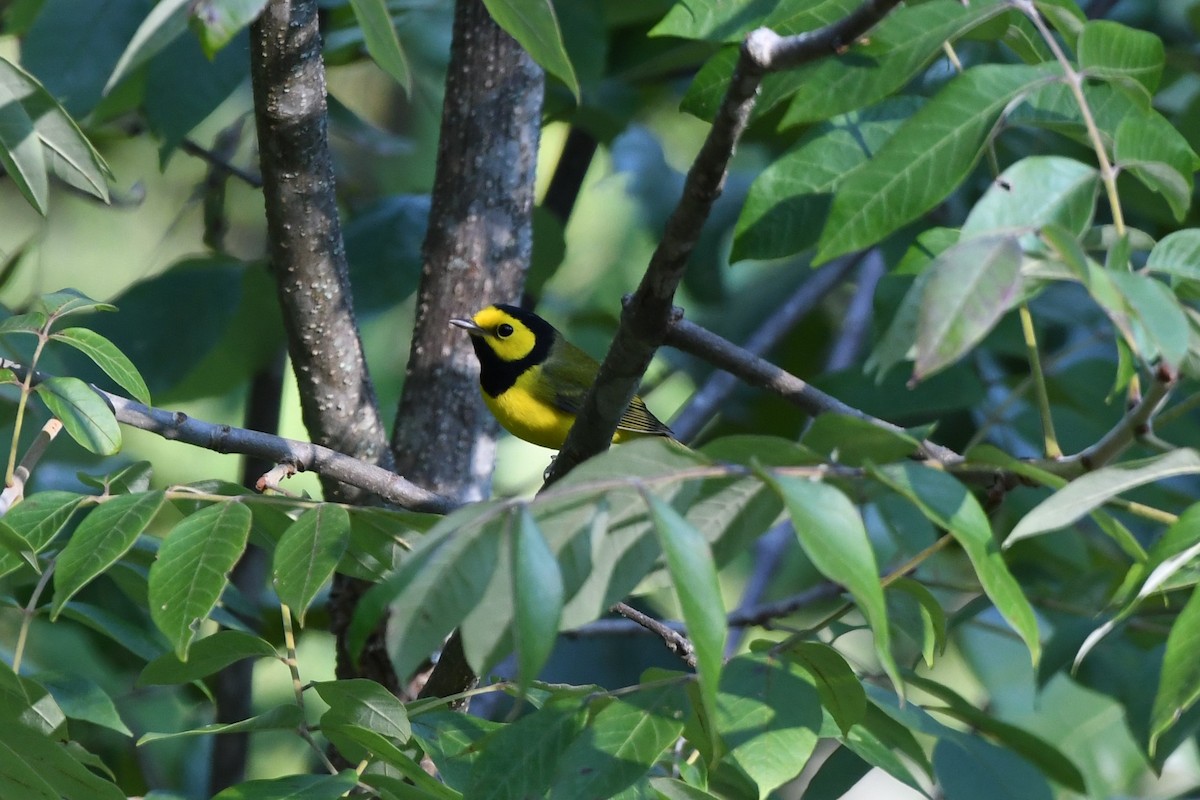 Hooded Warbler - Clay Bliznick