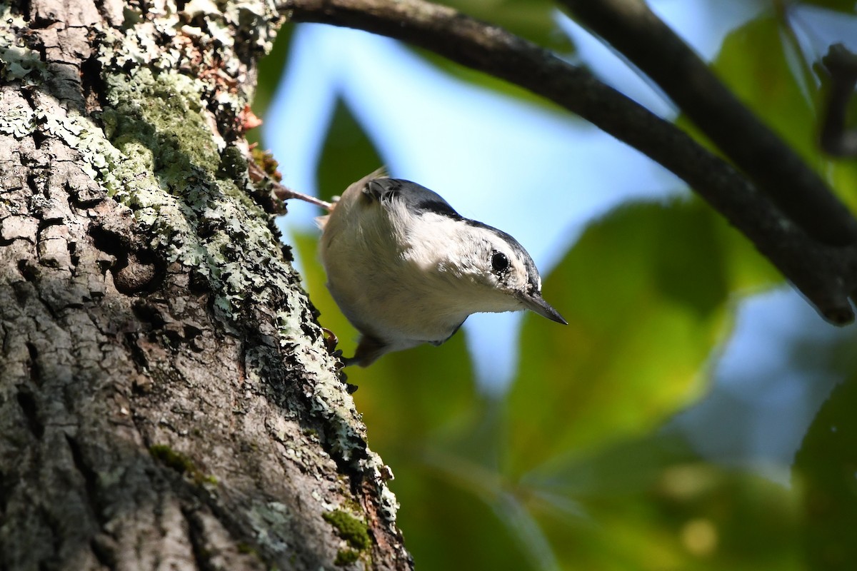 White-breasted Nuthatch - ML486278201