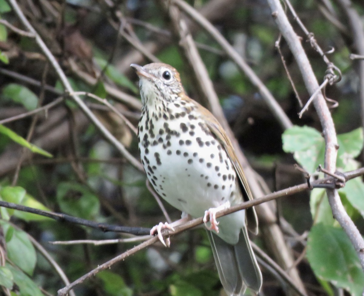 Wood Thrush - ML486279901