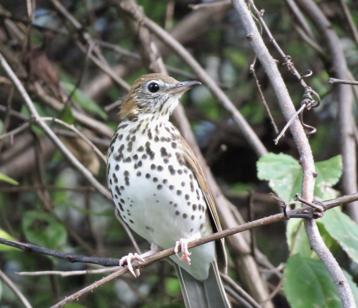 Wood Thrush - George Poscover