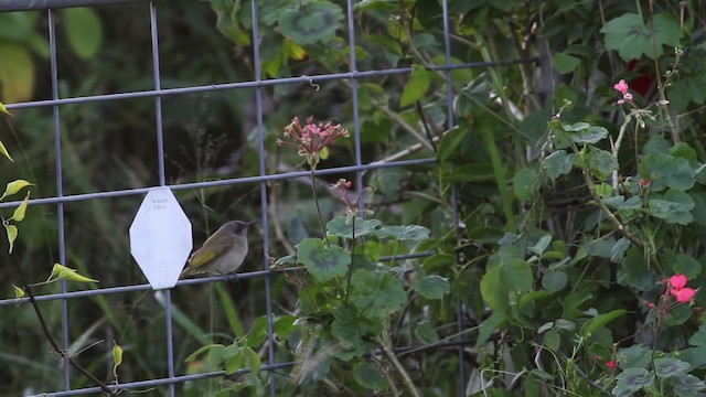 Brown Honeyeater - ML486280