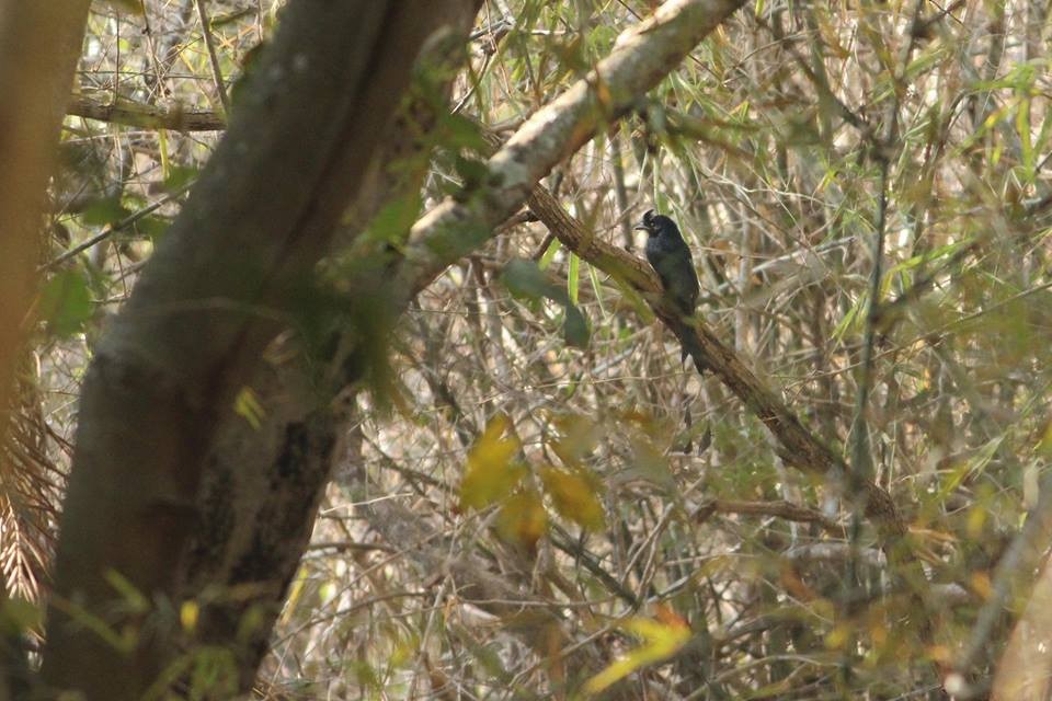 Greater Racket-tailed Drongo - Vidhya Sundar