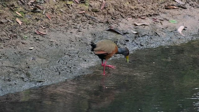 Gray-cowled Wood-Rail - ML486280961