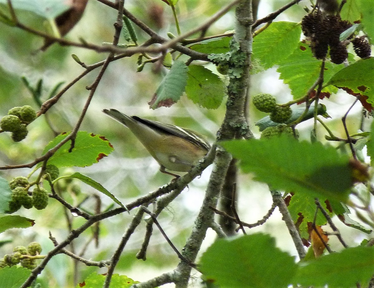Bay-breasted Warbler - ML486281251