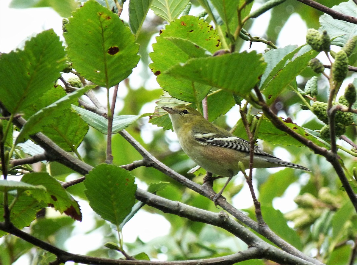 Bay-breasted Warbler - ML486281261