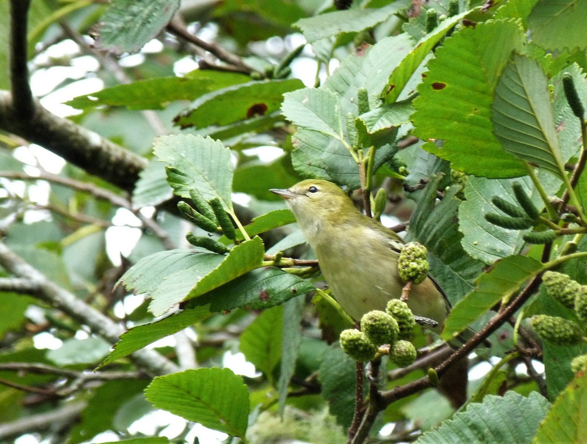 Bay-breasted Warbler - ML486281271