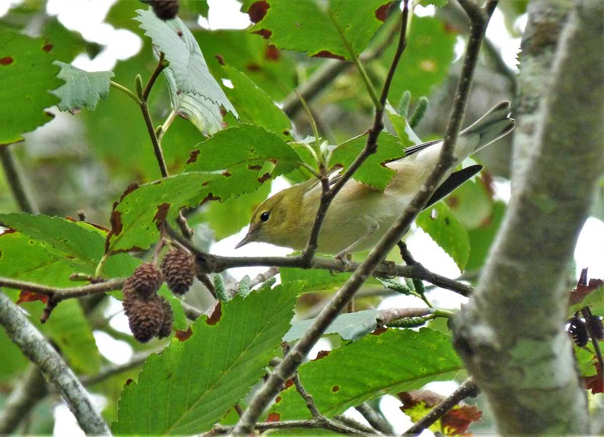 Bay-breasted Warbler - ML486281281
