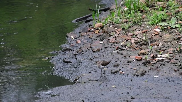 Solitary Sandpiper - ML486281331