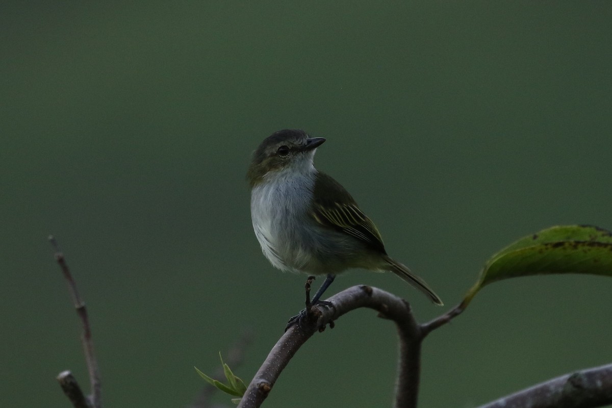 Mistletoe Tyrannulet - ML486282221