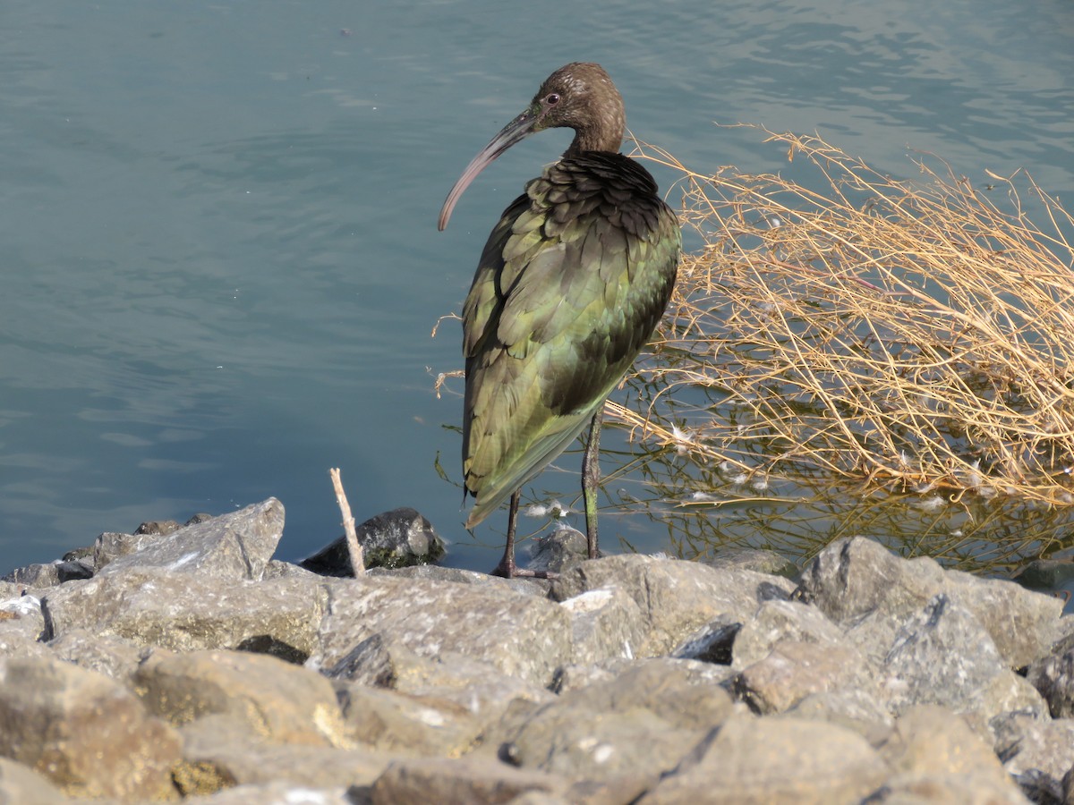 White-faced Ibis - ML486283161