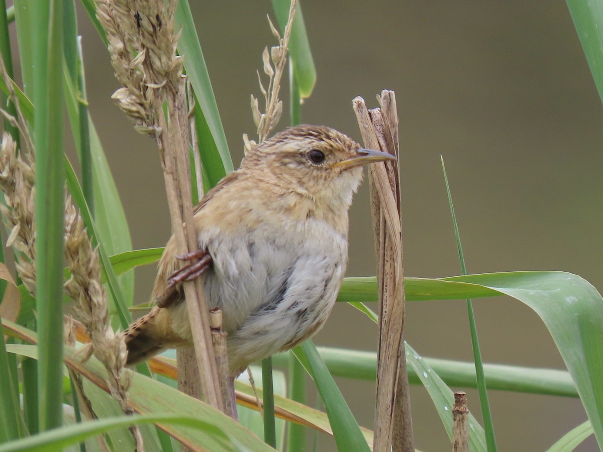 Grass Wren - ML486283261