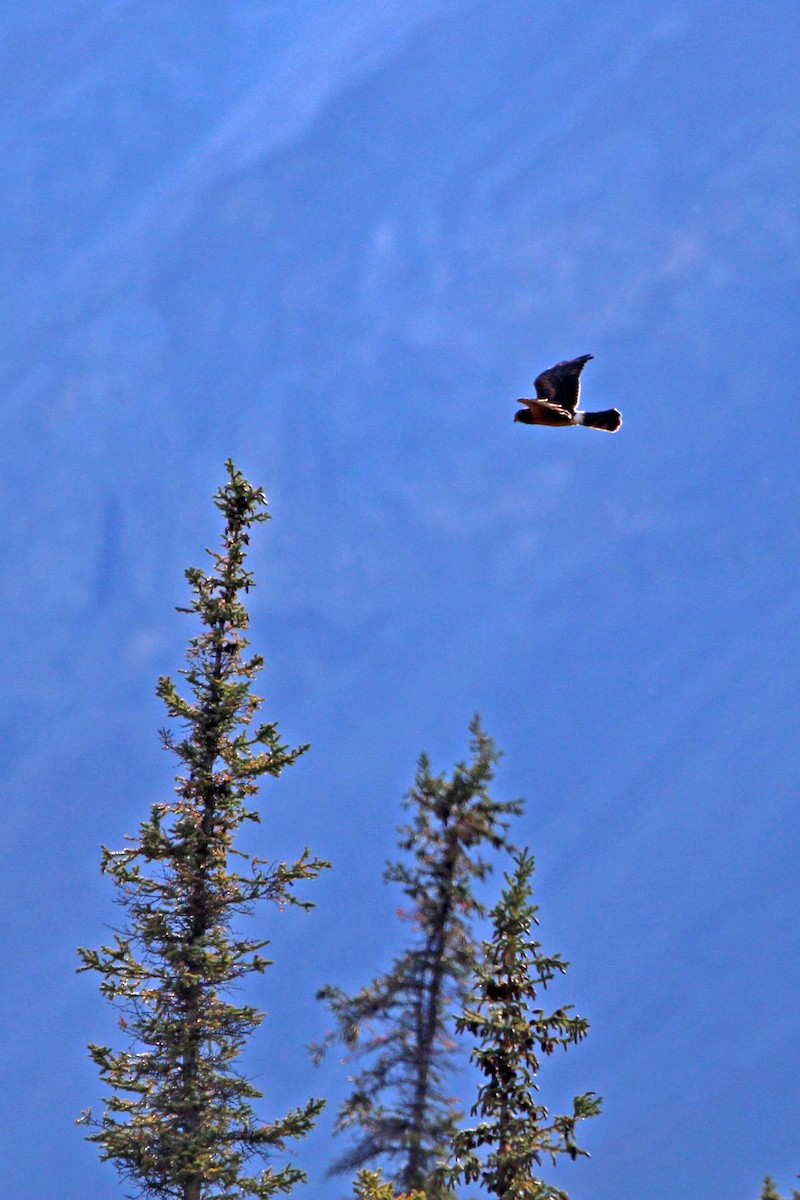 Northern Harrier - ML486285241