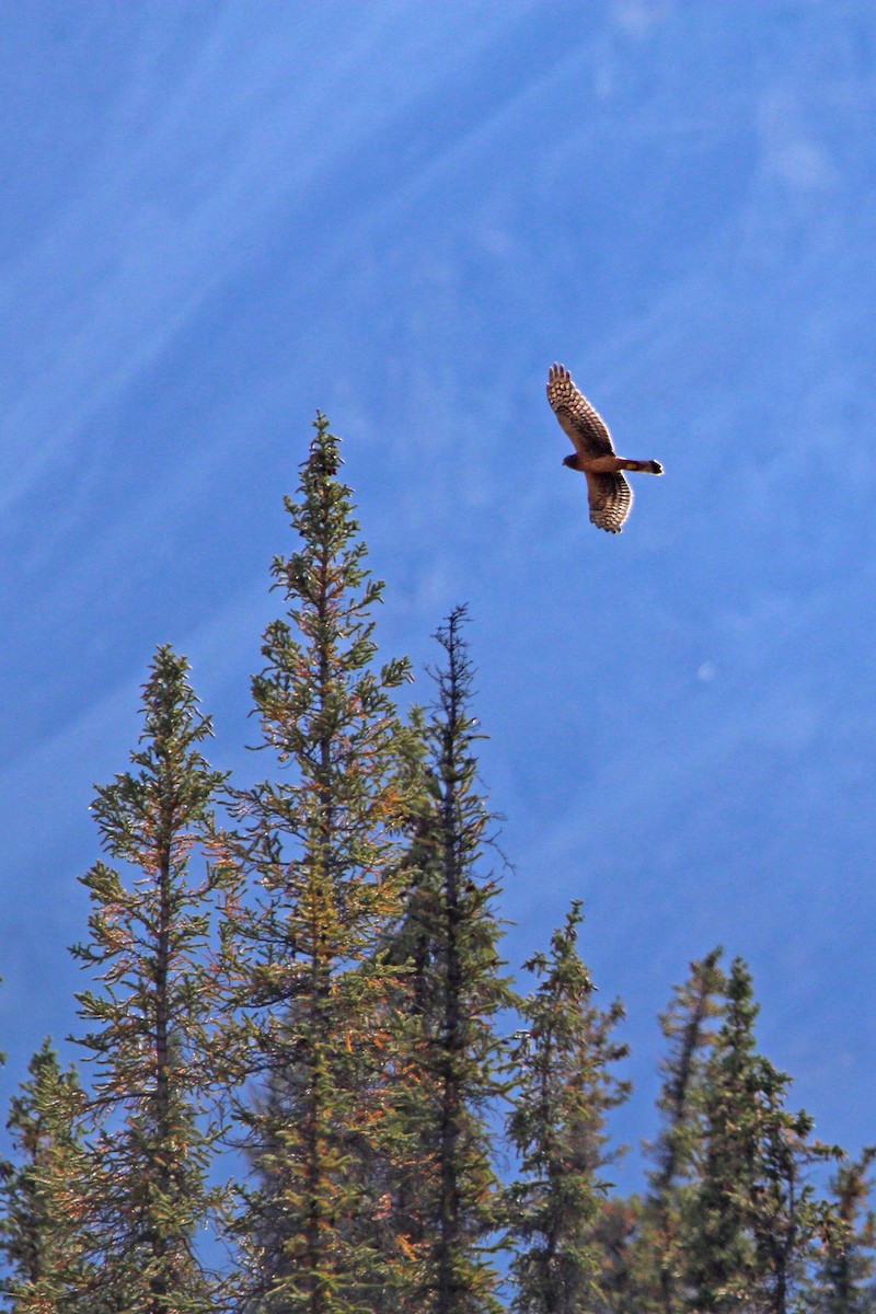 Northern Harrier - ML486285261