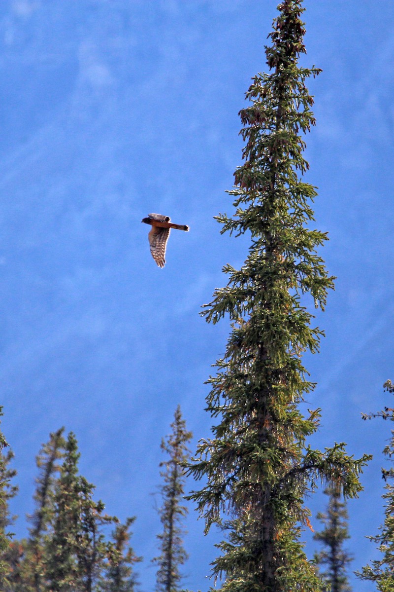 Northern Harrier - ML486285291