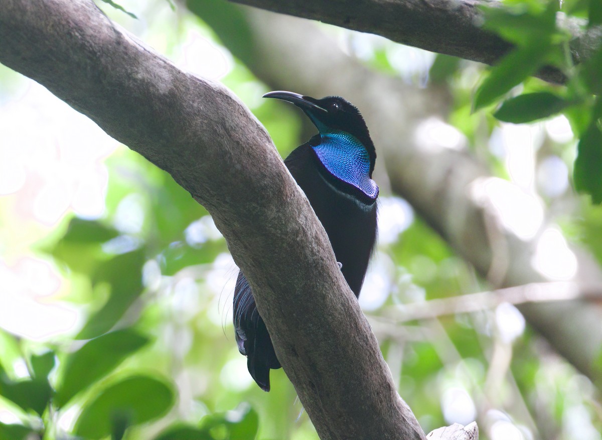 Оздобник великий - ML486285951