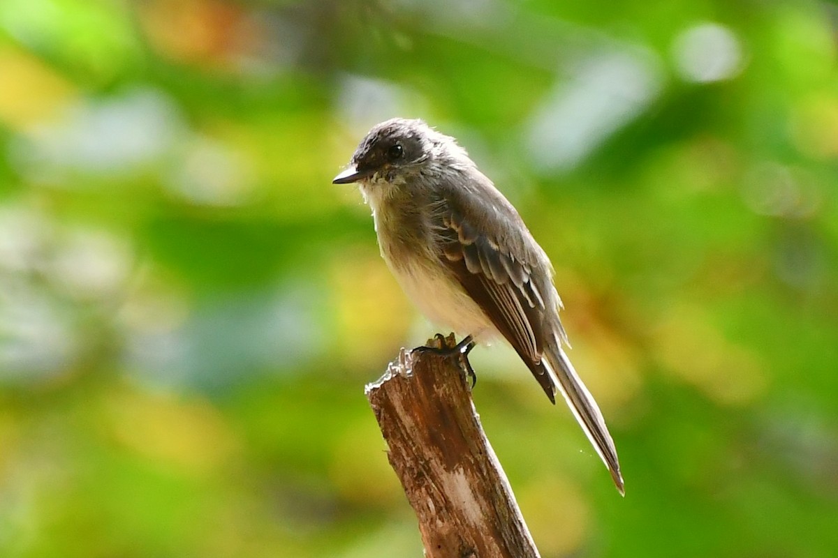 Eastern Wood-Pewee - ML486286261