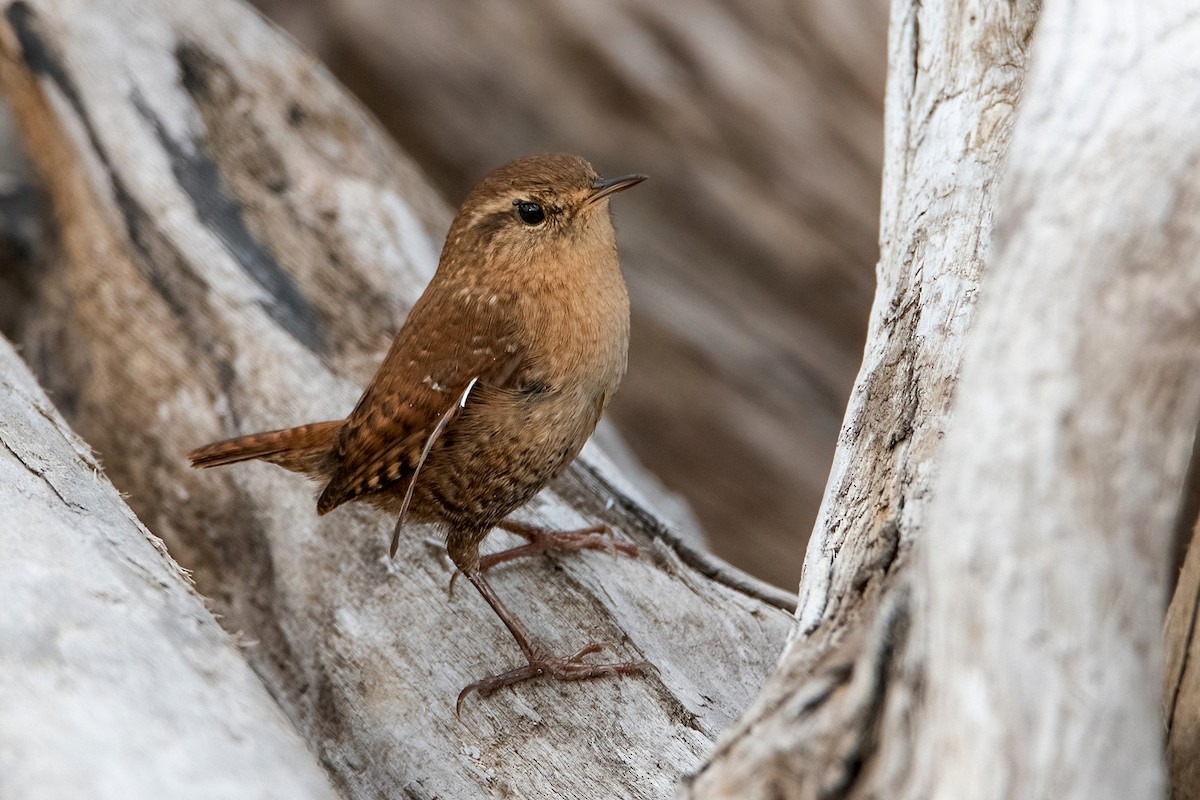 Winter Wren - ML486286521