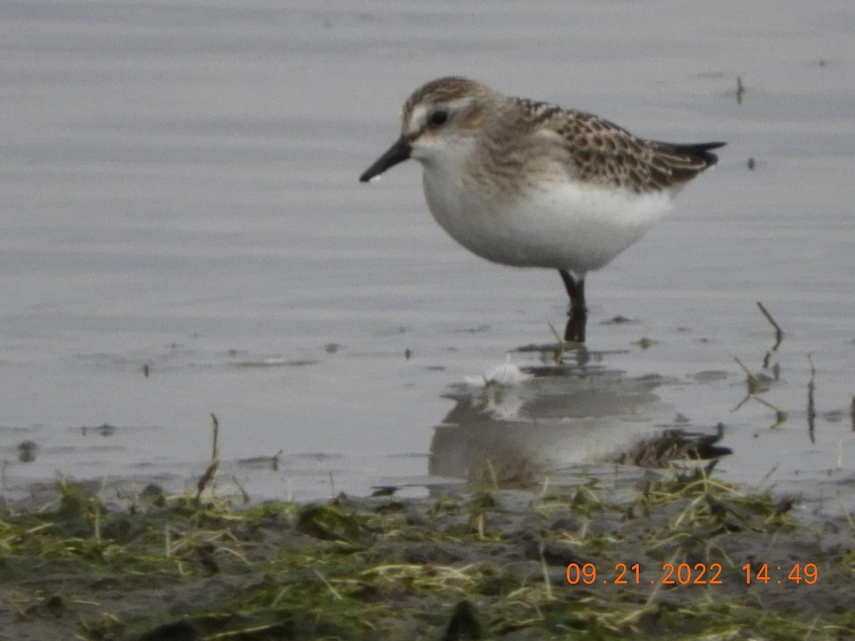 Semipalmated Sandpiper - ML486286631