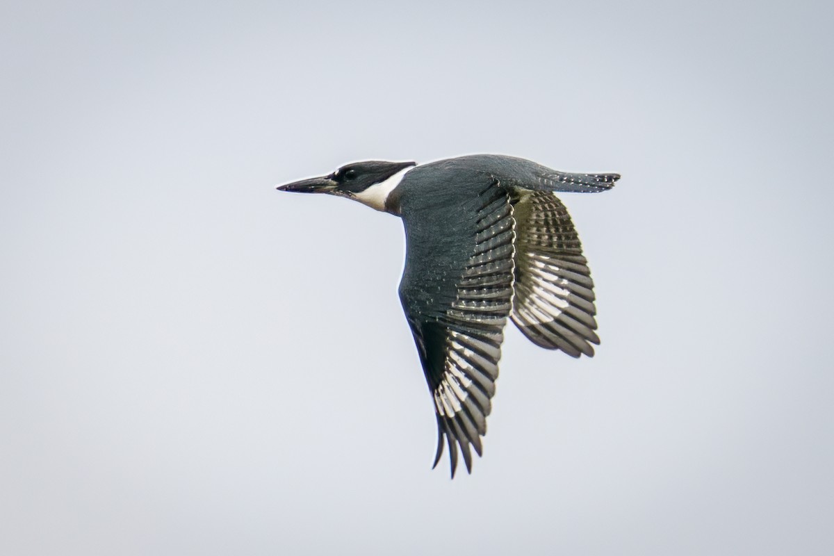 Belted Kingfisher - ML486288831
