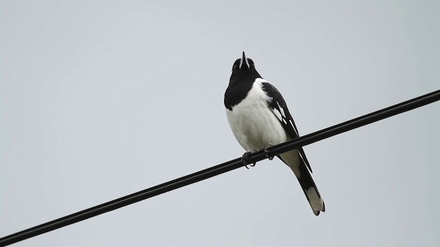 Pied Butcherbird - ML486289