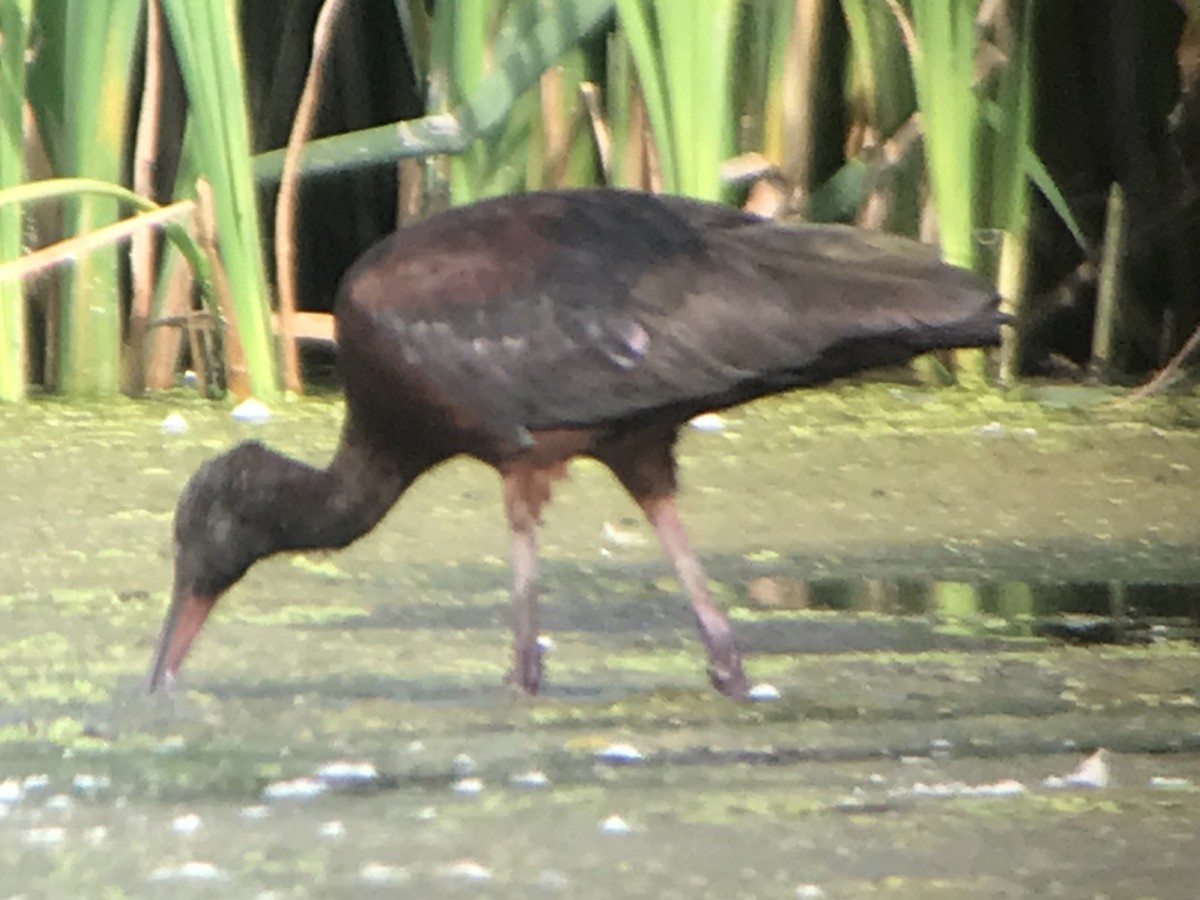 White-faced Ibis - Jason Horn