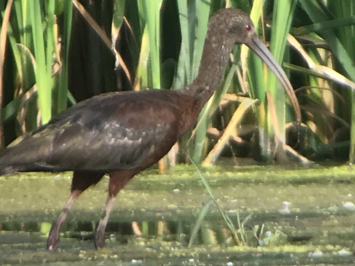 White-faced Ibis - ML486289191