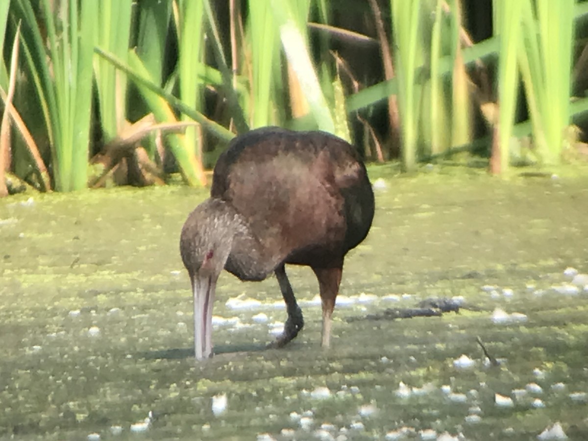 White-faced Ibis - ML486289201