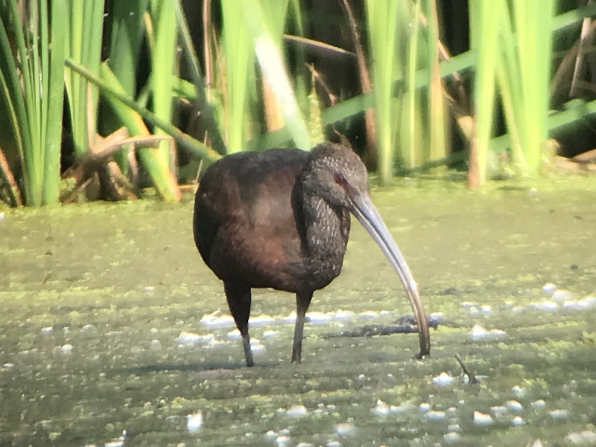 White-faced Ibis - ML486289221