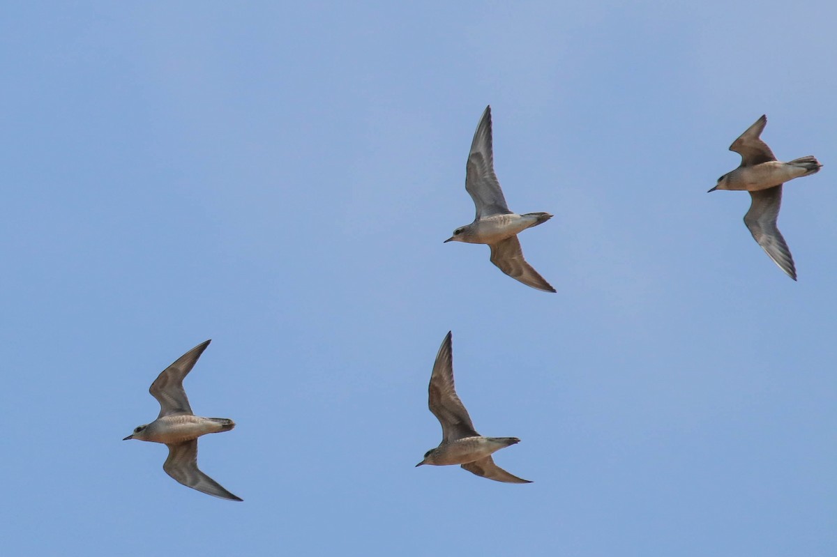 American Golden-Plover - Walter Parker