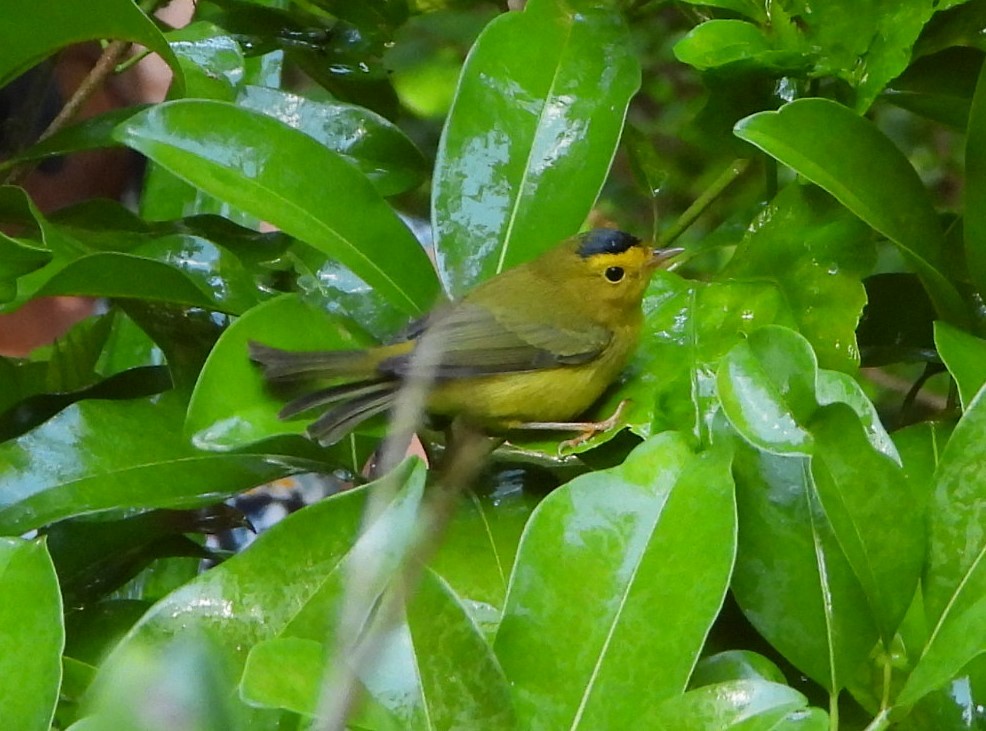 Wilson's Warbler - ML486293081