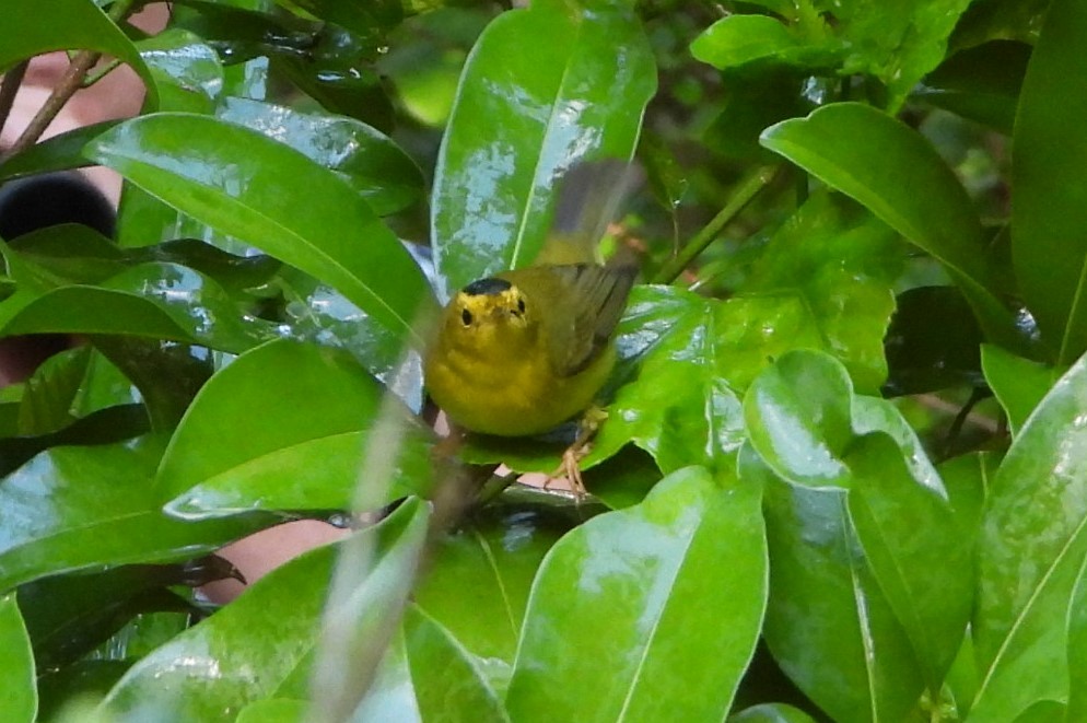 Wilson's Warbler - ML486293091