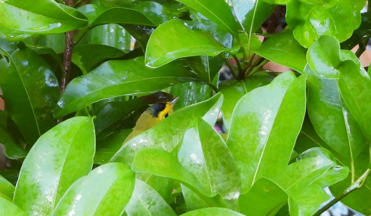 Wilson's Warbler - Steven Oxley