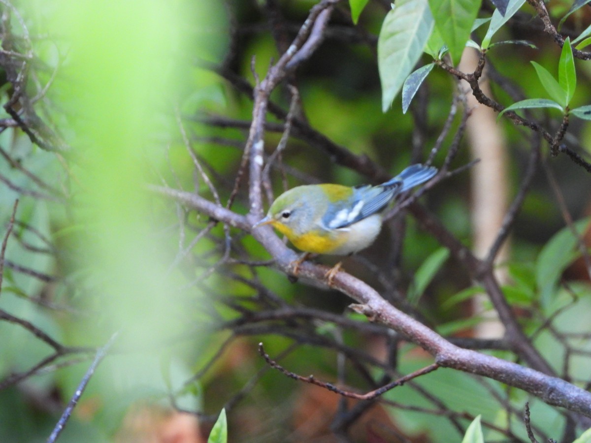 Northern Parula - ML486293331