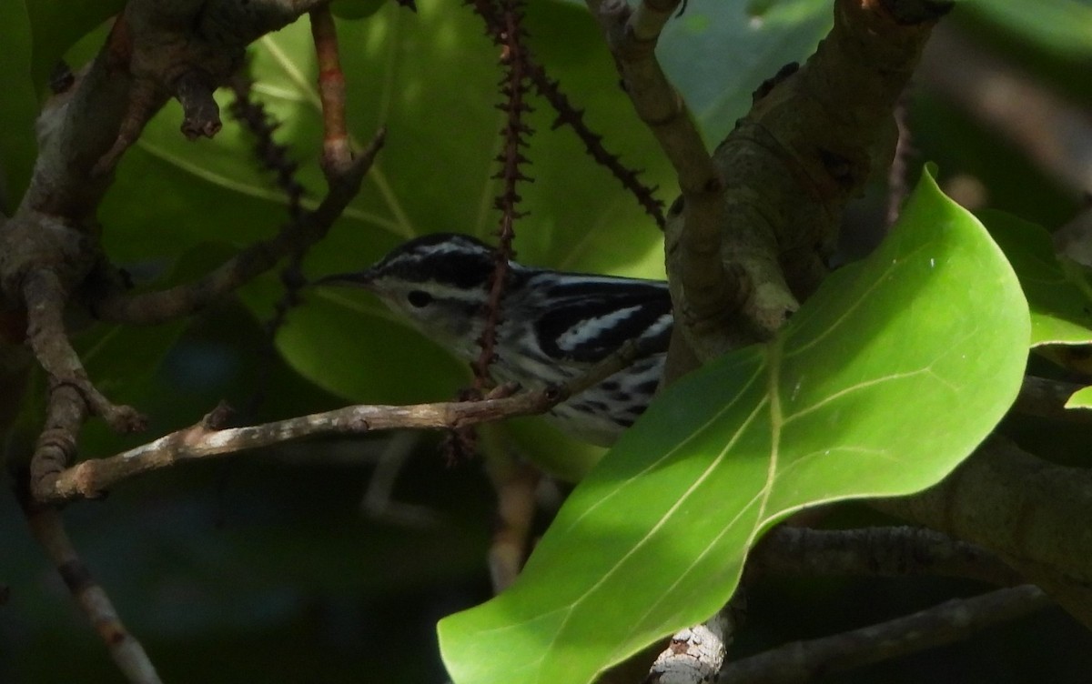 Black-and-white Warbler - Steven Oxley