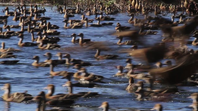 Plumed Whistling-Duck - ML486294