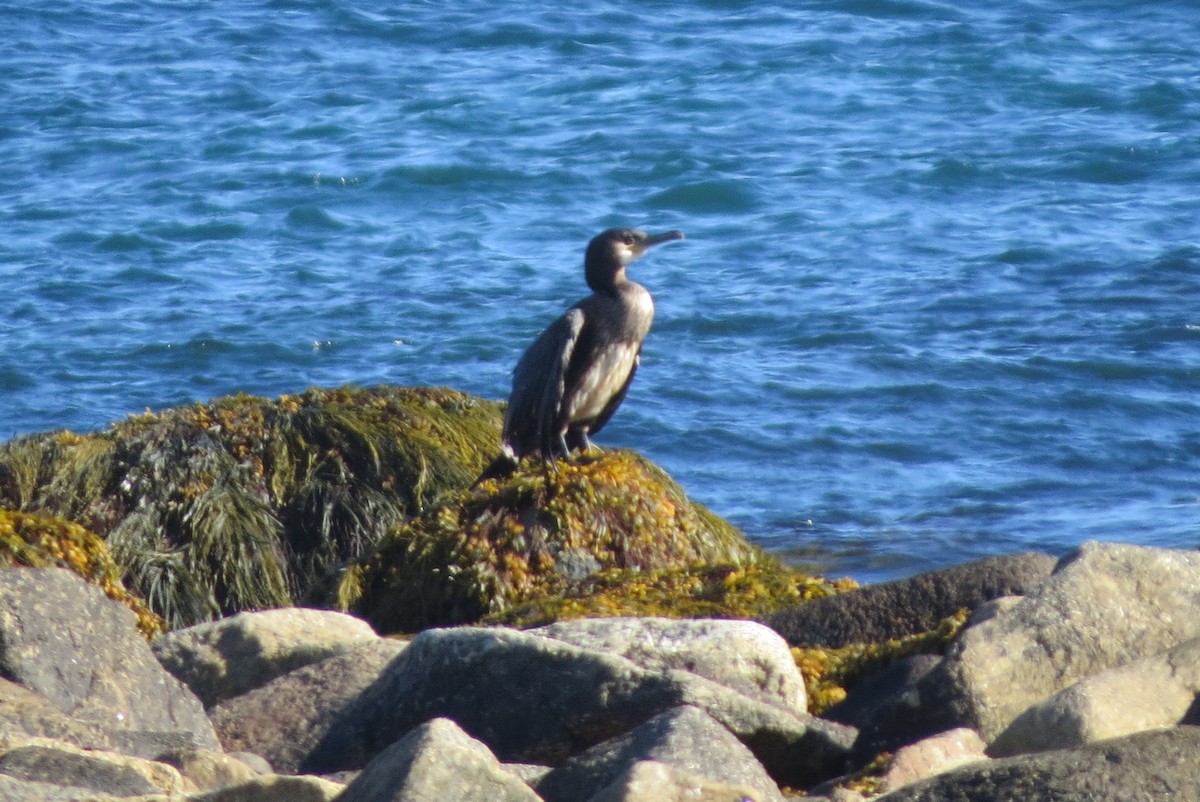 Тураг гогой - ML486294191