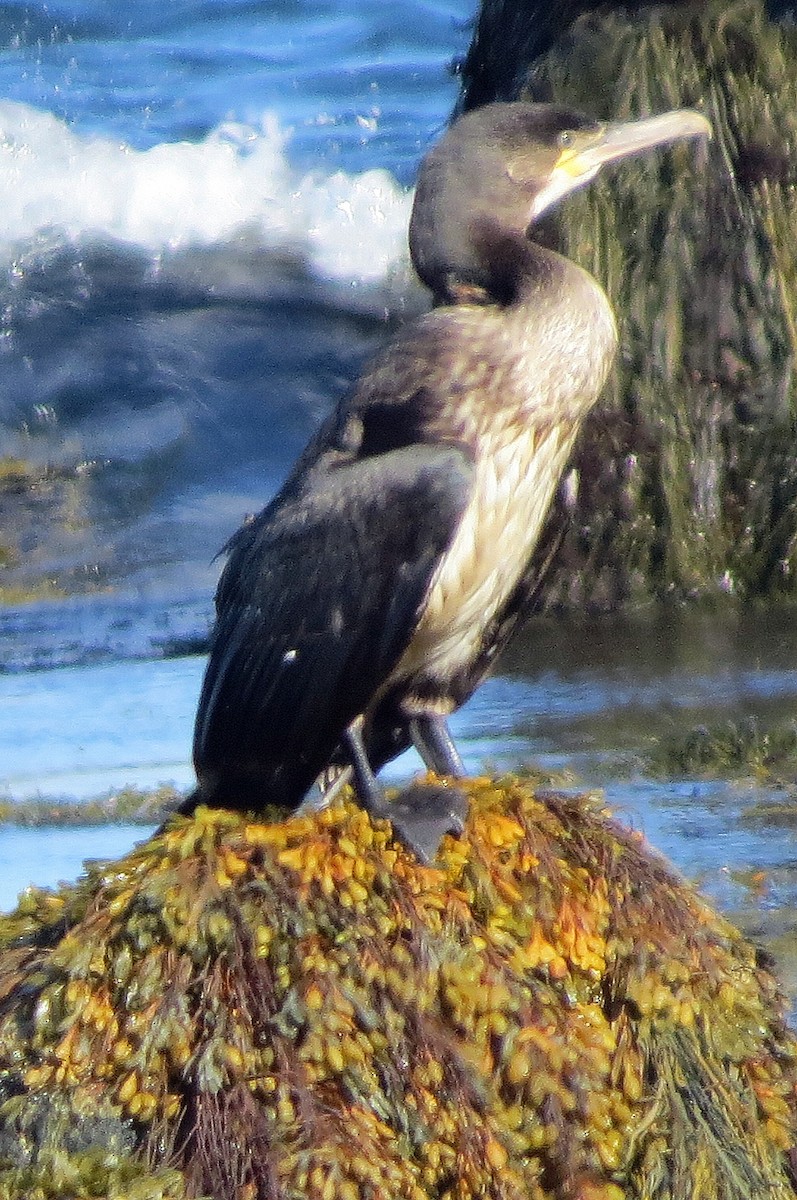 Тураг гогой - ML486294201