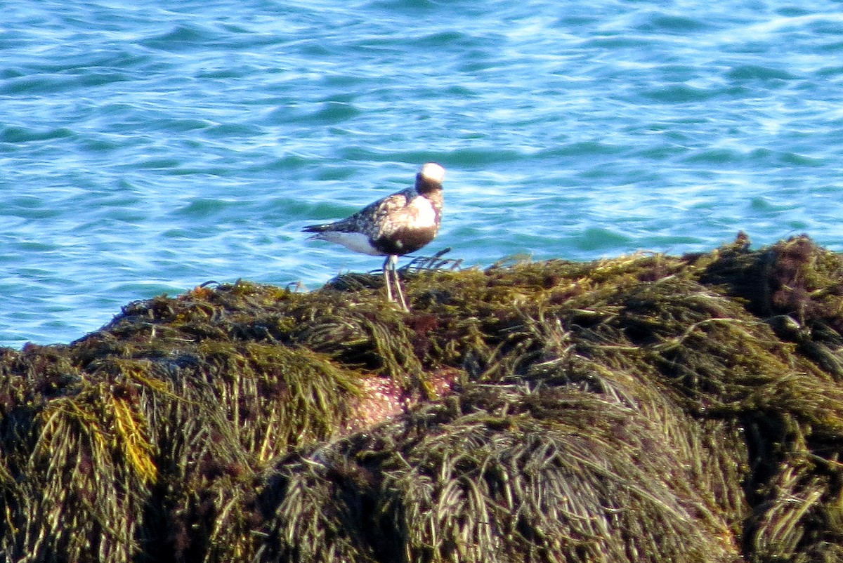 Black-bellied Plover - ML486294371