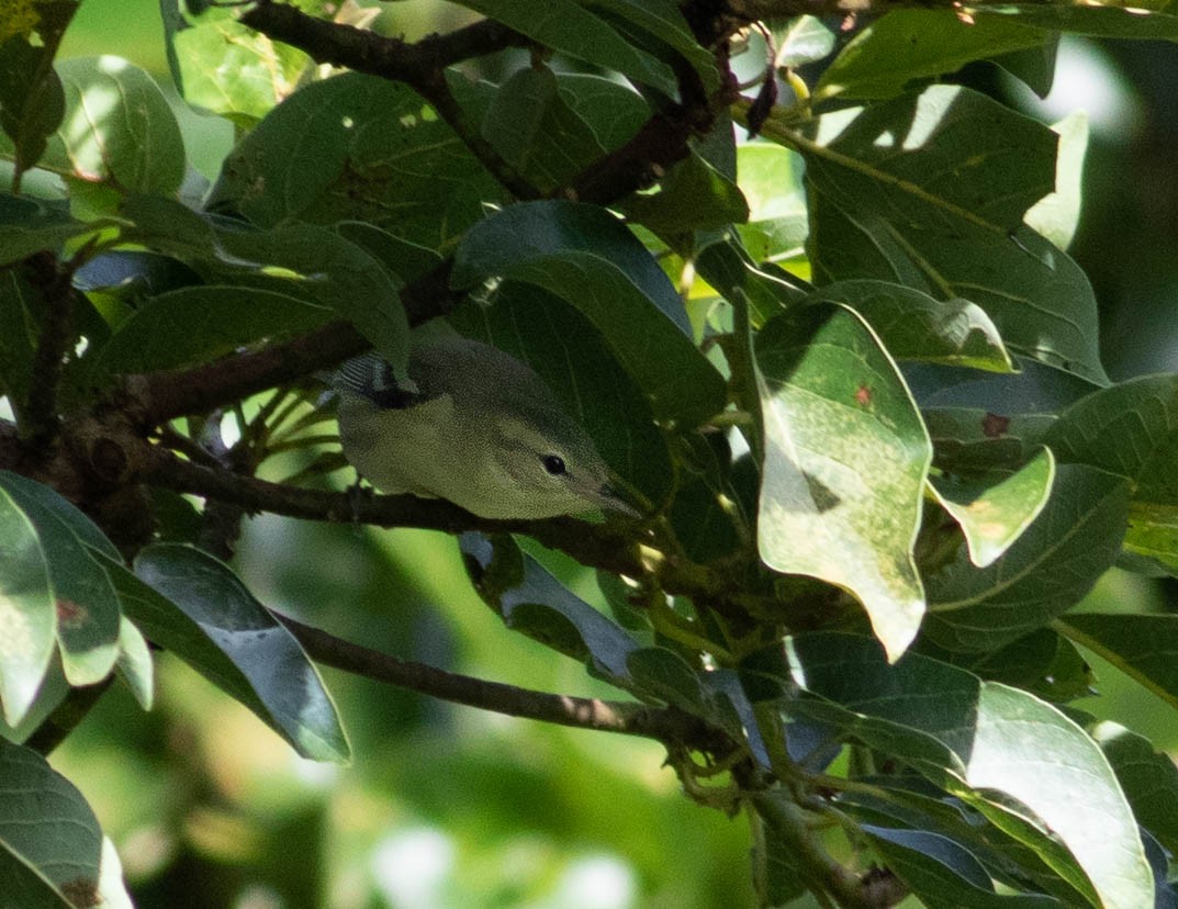 Cerulean Warbler - ML486294721