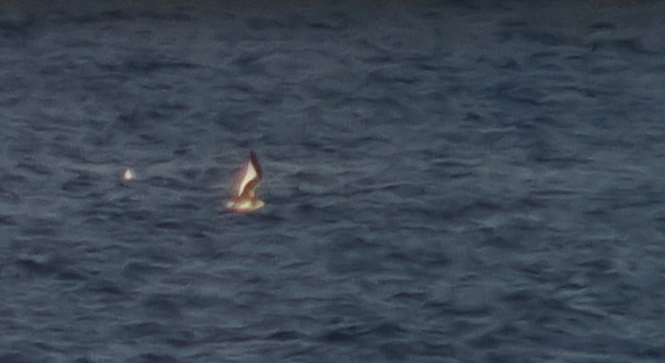 Sabine's Gull - Jay McGowan