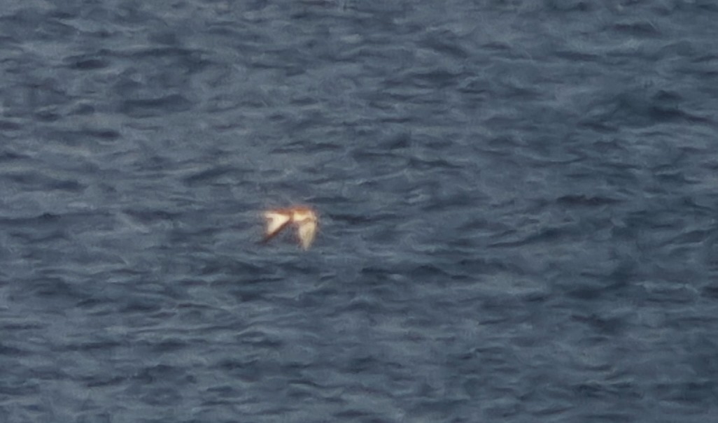 Sabine's Gull - ML486295571