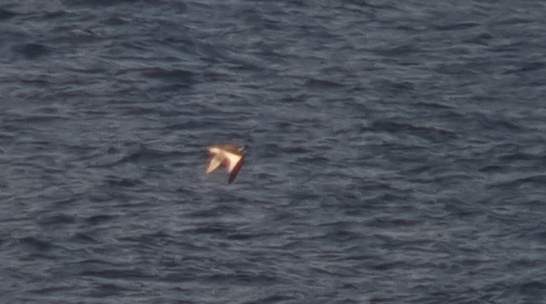 Sabine's Gull - ML486295641