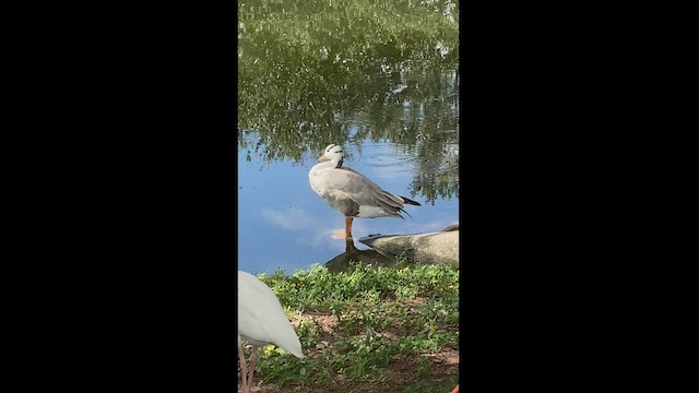 Bar-headed Goose - ML486296461